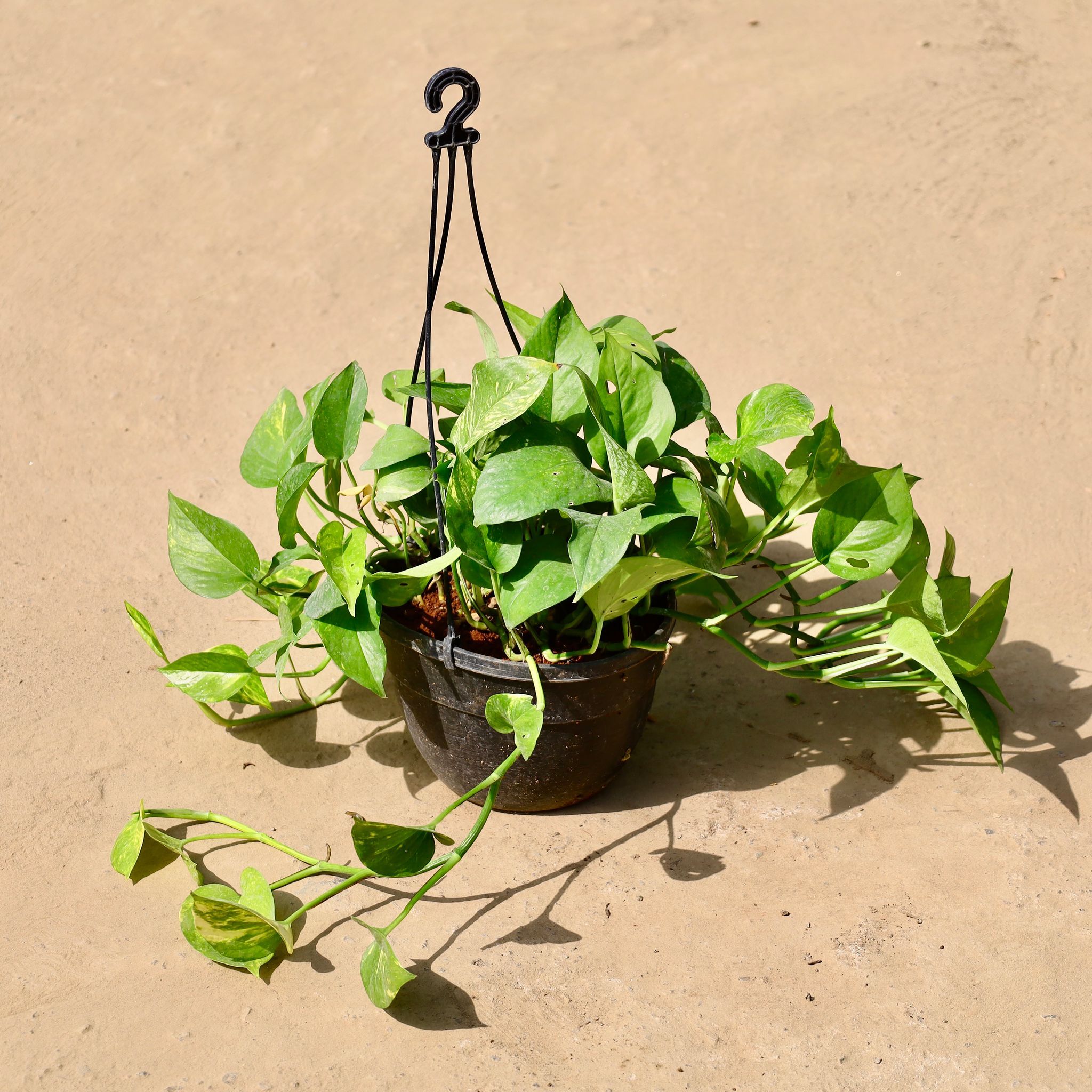 Money Plant Green in 8 inch Hanging Basket
