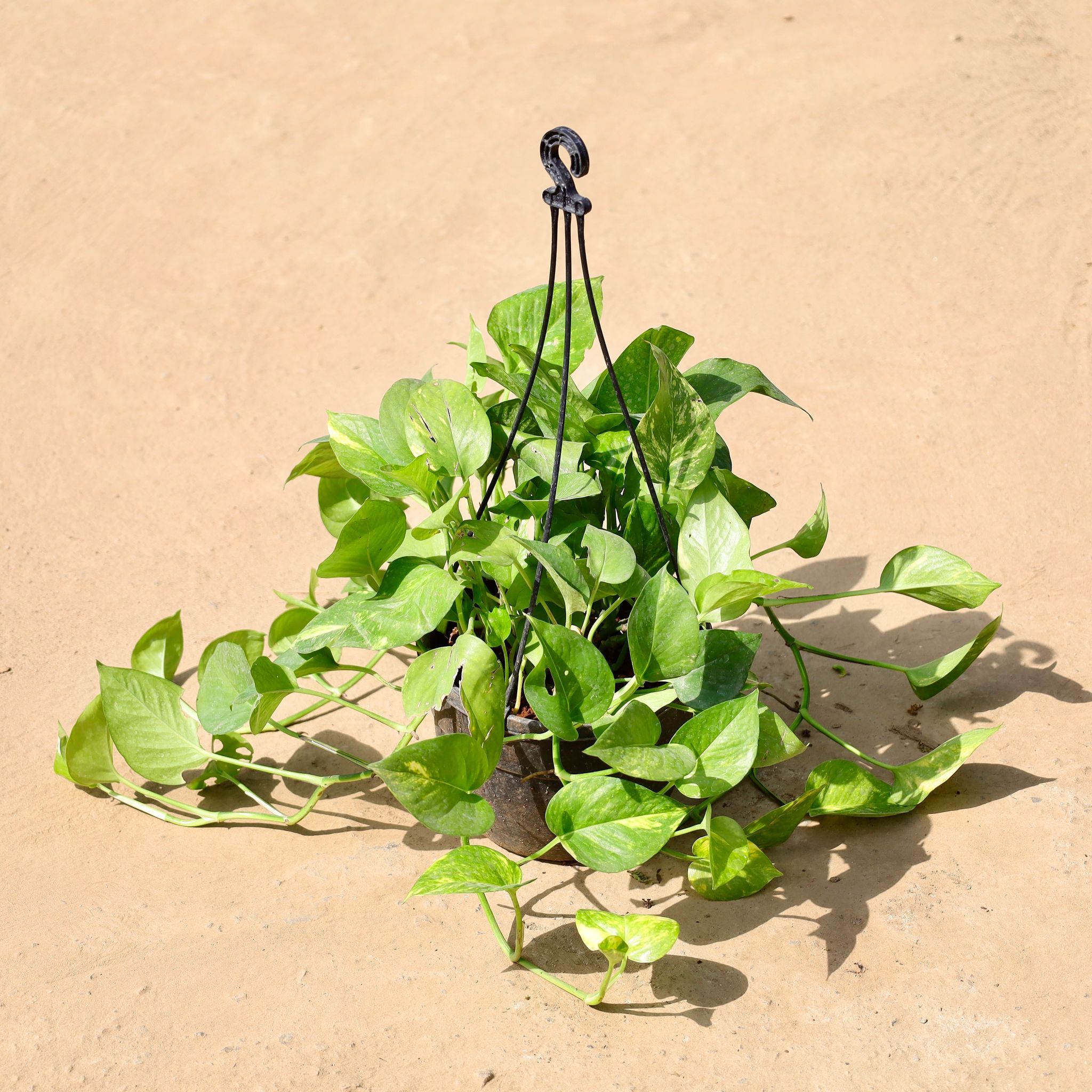 Money Plant Green in 8 inch Hanging Basket