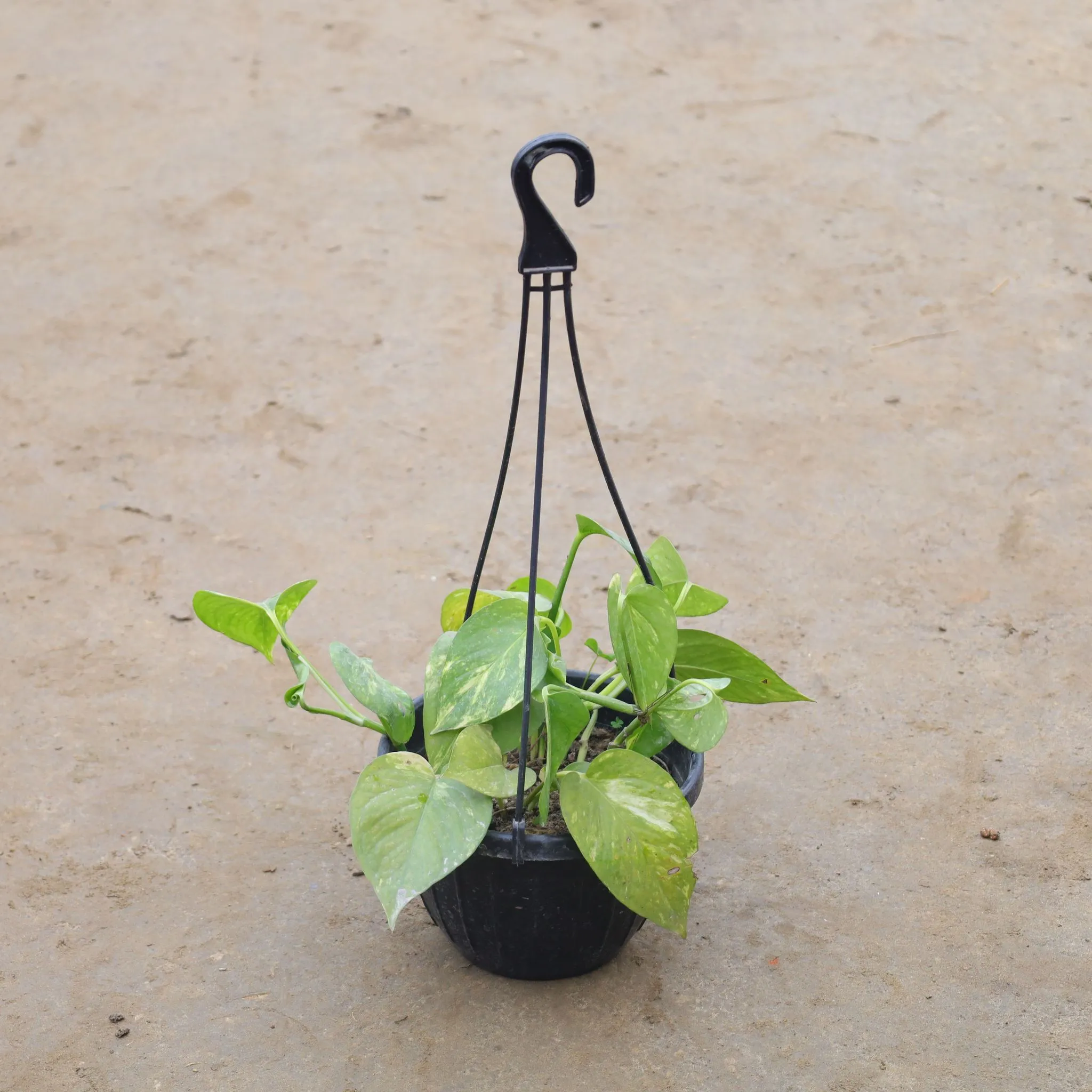 Money Plant Green in 8 Inch Hanging Plastic Pot (Any Colour)