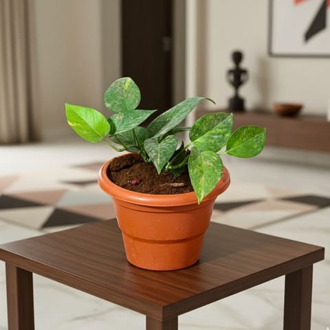 Money Plant Green in 8 Inch Terracotta Red Classy Plastic Pot