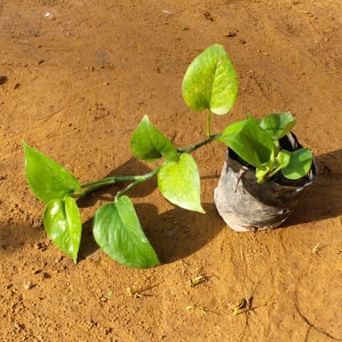 Money plant green long in 4 Inch Nursery Bag