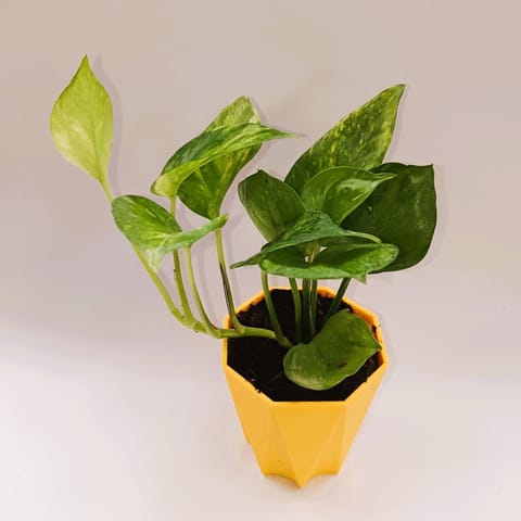 Money plant green variagated in 4 Inch Yellow Premium Diamanti Plastic Pot