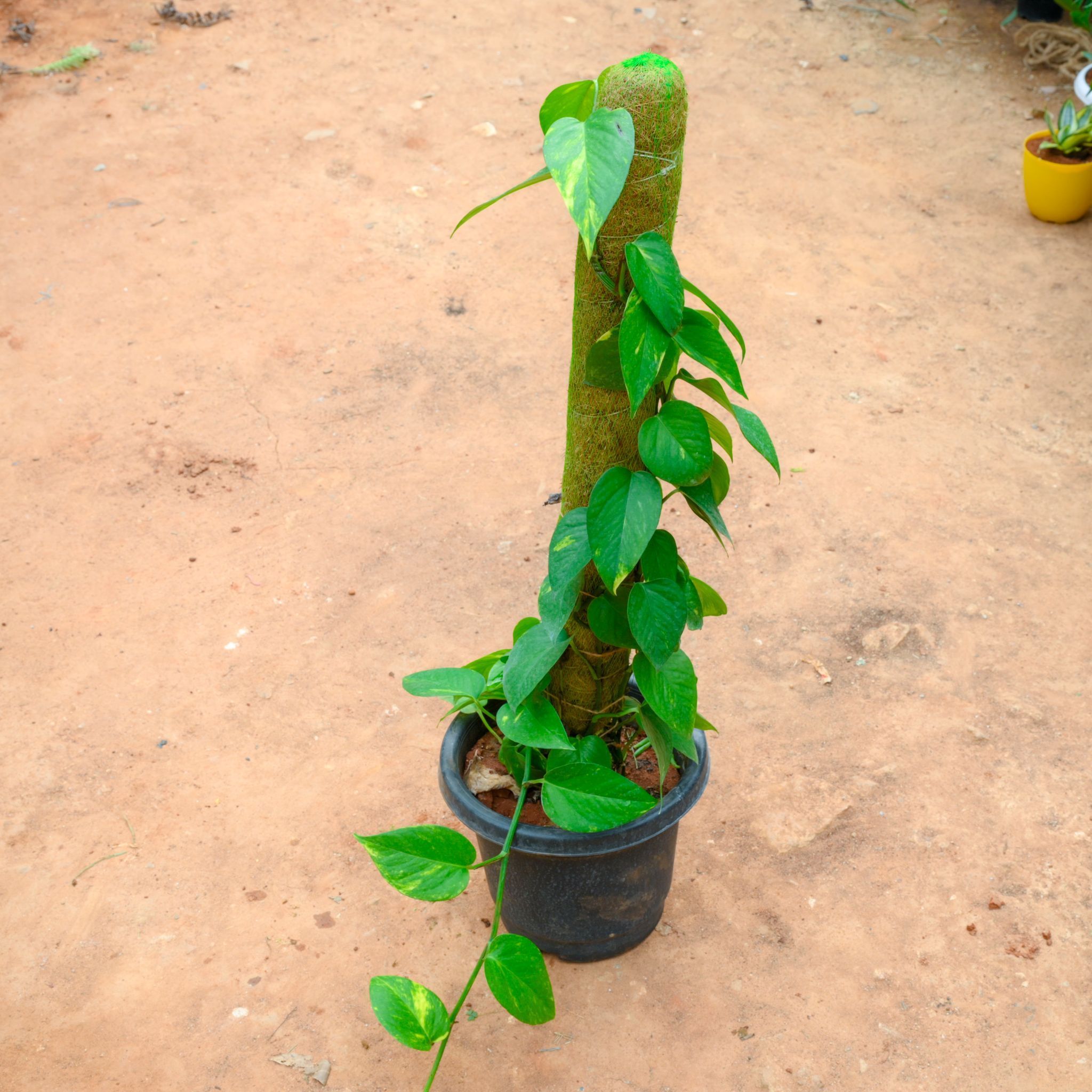 Money Plant Green With (~ 3 Ft) Moss Stick in 10 Inch Nursery Pot