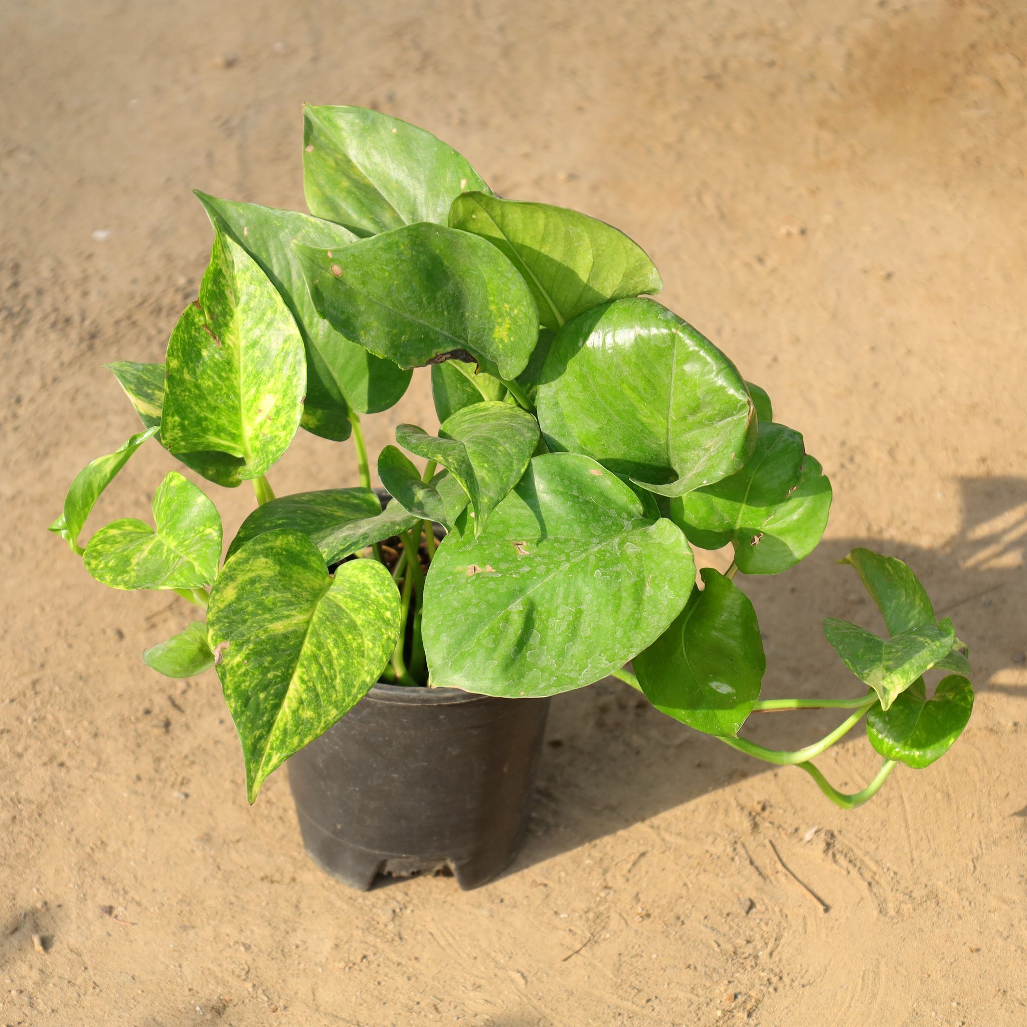 Money Plant Green in 6 Inch Nursery Pot