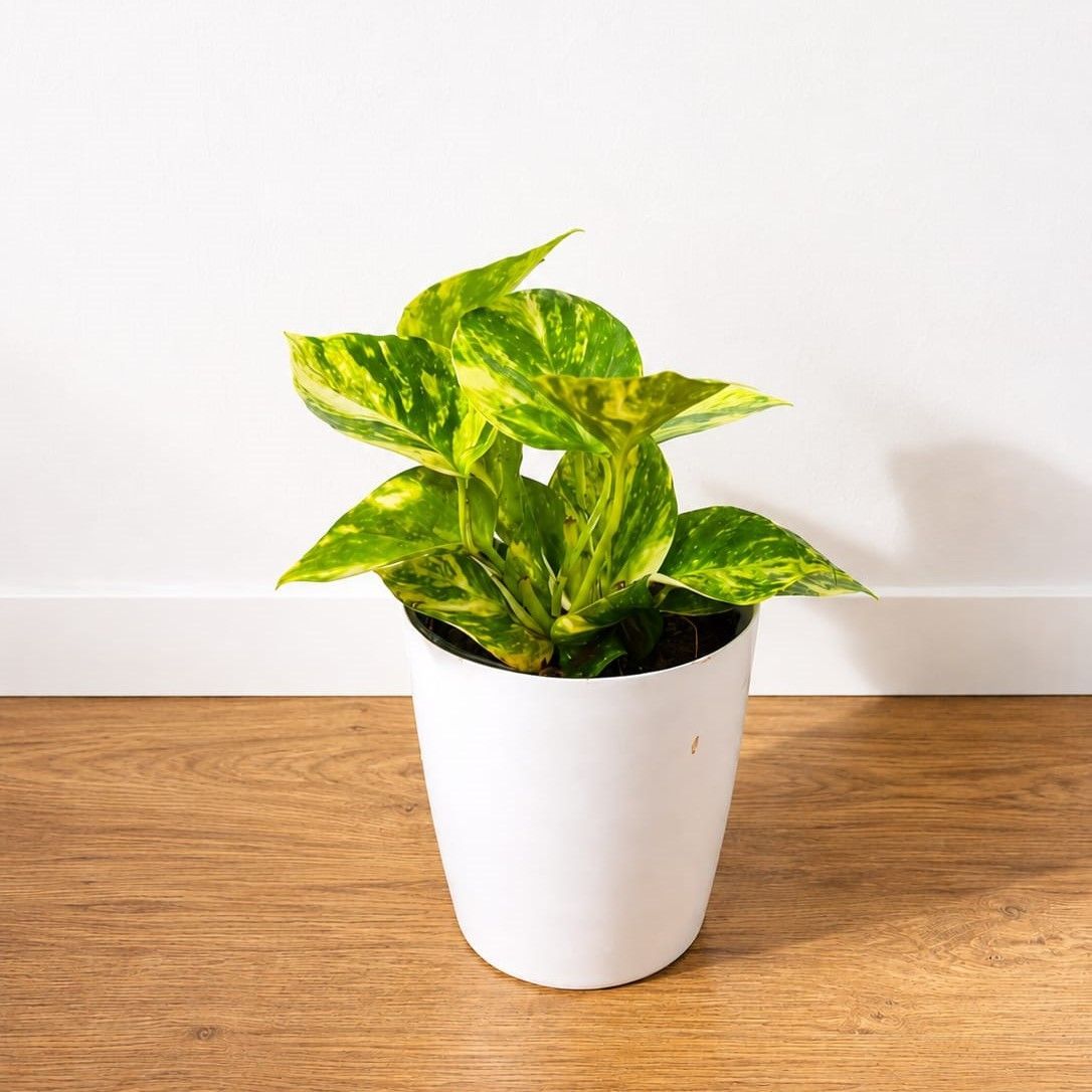 Money Plant Green in 6 Inch White Premium Orchid Round Plastic Pot