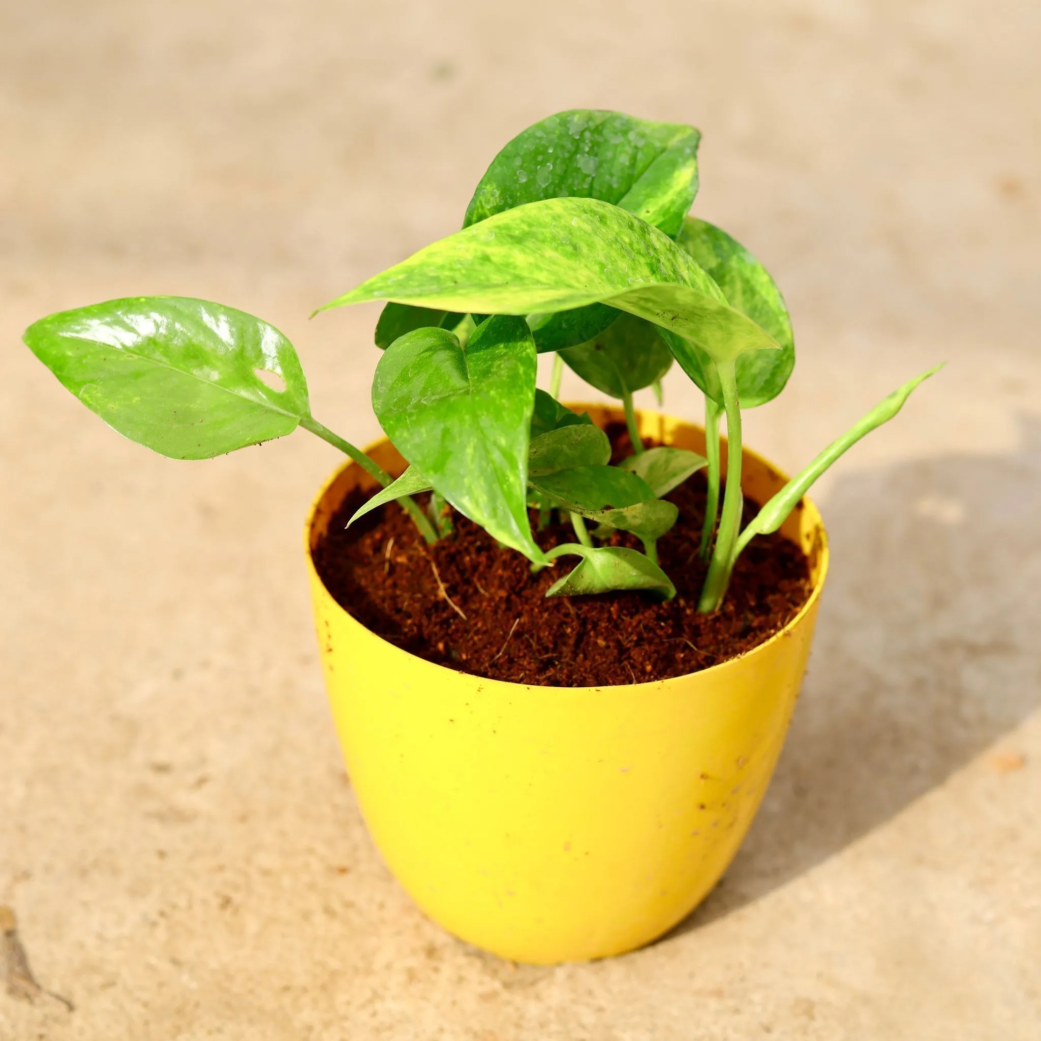 Money Plant Green in 6 Inch Yellow Premium Orchid Round Plastic Pot