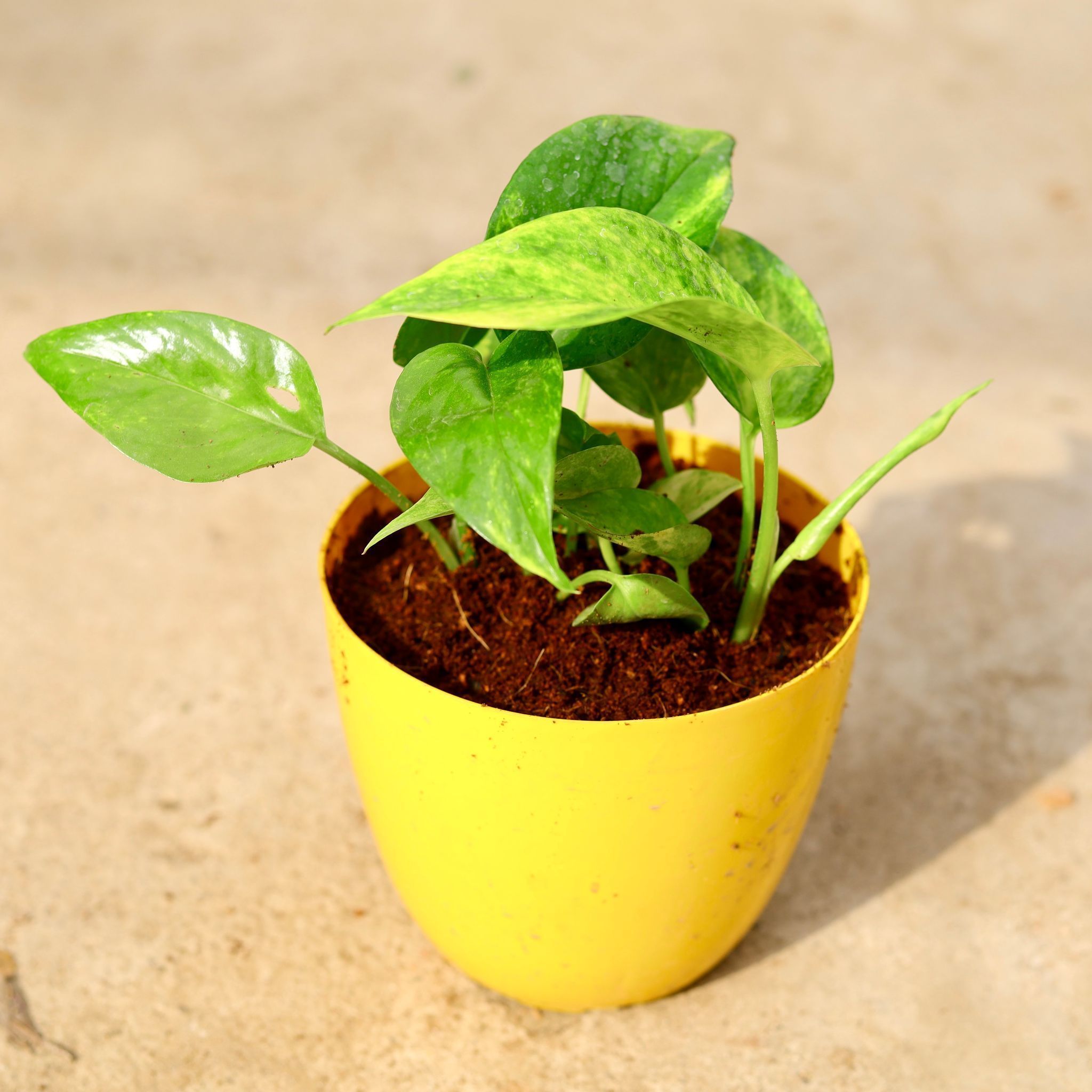Money Plant Green in 6 Inch Yellow Premium Orchid Round Plastic Pot