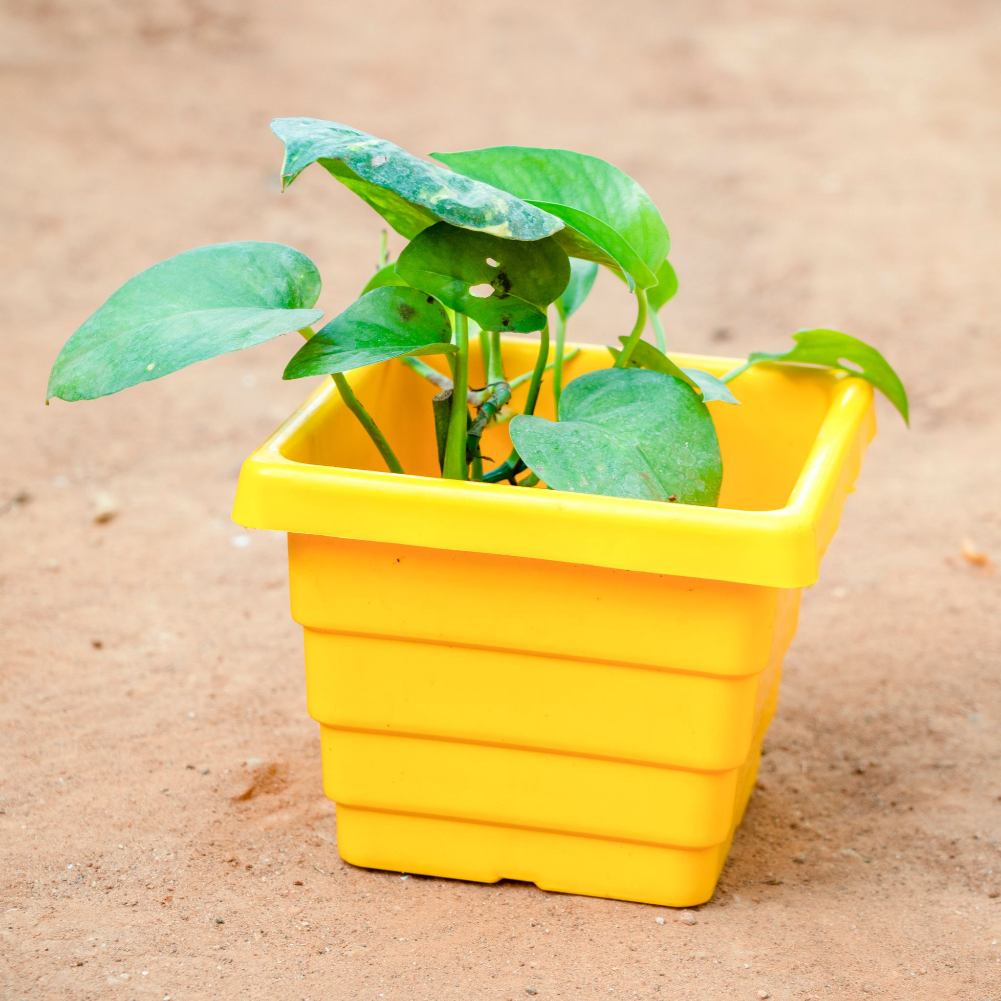 Money Plant Green in 6 Inch Yellow Premium Orchid Square Plastic Pot