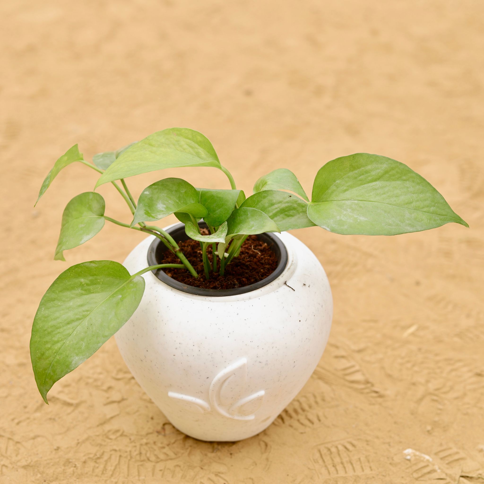 Money Plant Green in 7 Inch Plain White Premium Apple Leaf Plastic Pot