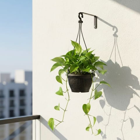 Money Plant Green in 5 Inch Black Hanging Basket
