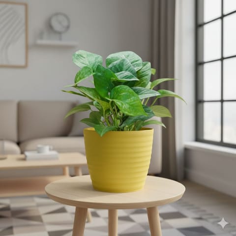 Money Plant Green in 5 Inch Bloom Yellow Avora Premium Plastic Planter
