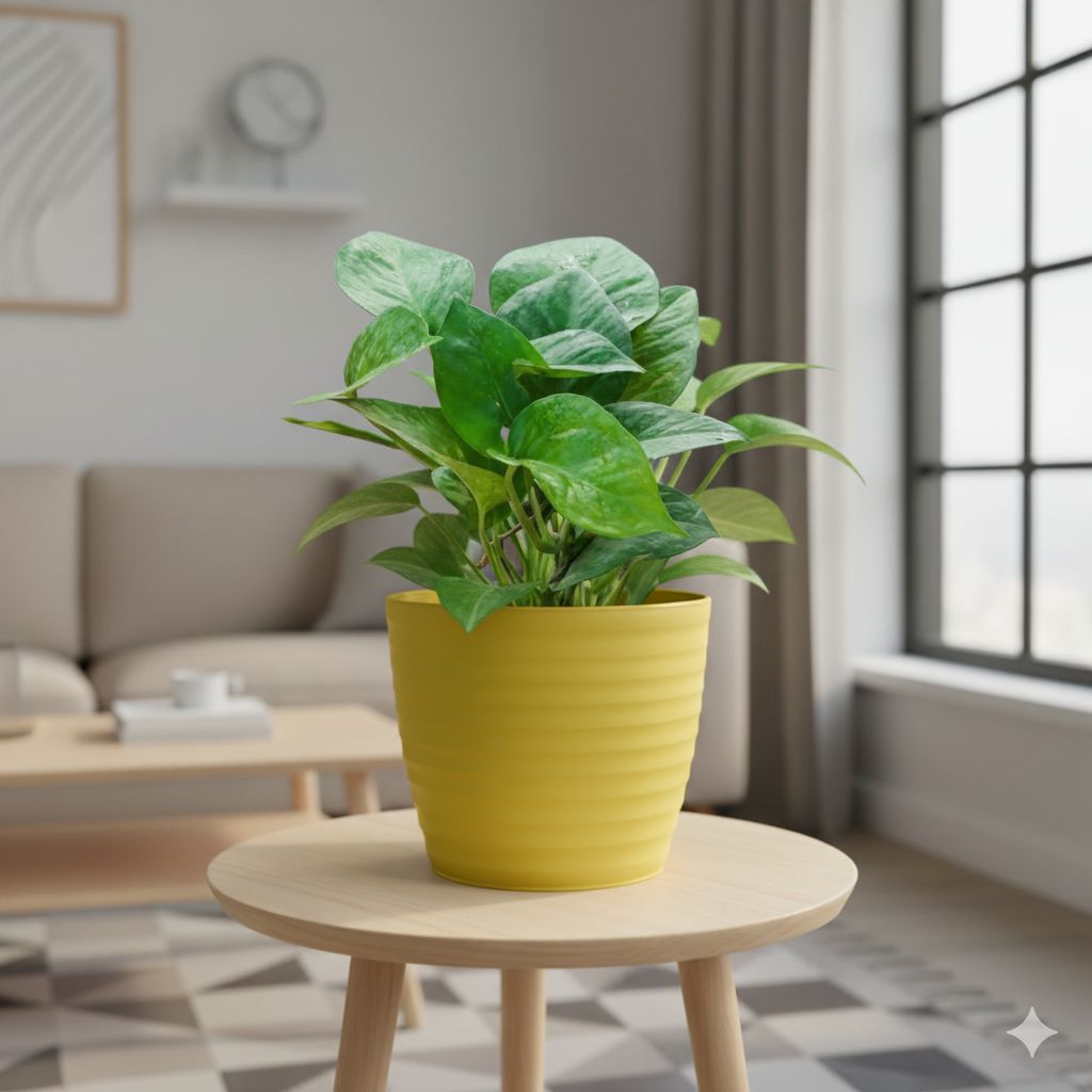 Money Plant Green in 5 Inch Bloom Yellow Avora Premium Plastic Planter
