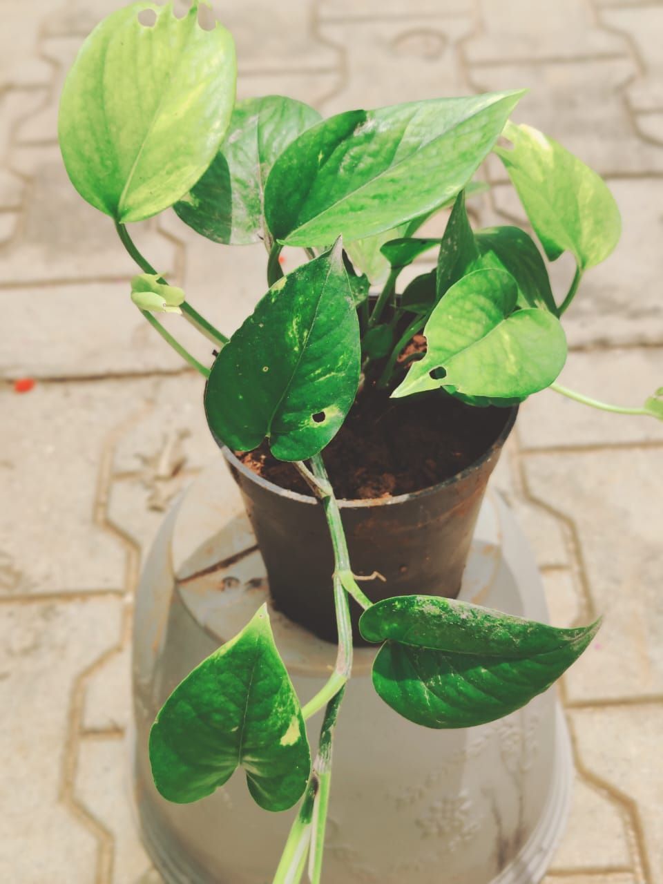 Money Plant Green in 5 Inch Nursery Pot