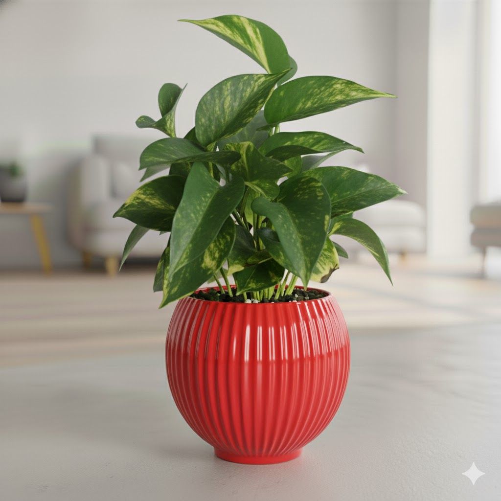 Money Plant Green in 5 Inch Rose Red Matt Sylvan Plastic Pot