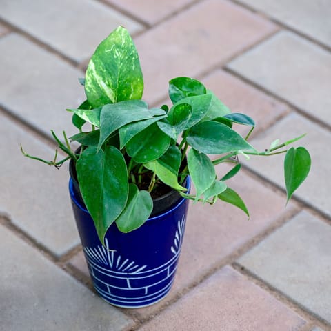 Money Plant Green in 5 Inch Vibrant Glass Designer Ceramic Pot (Any Colour & Design)