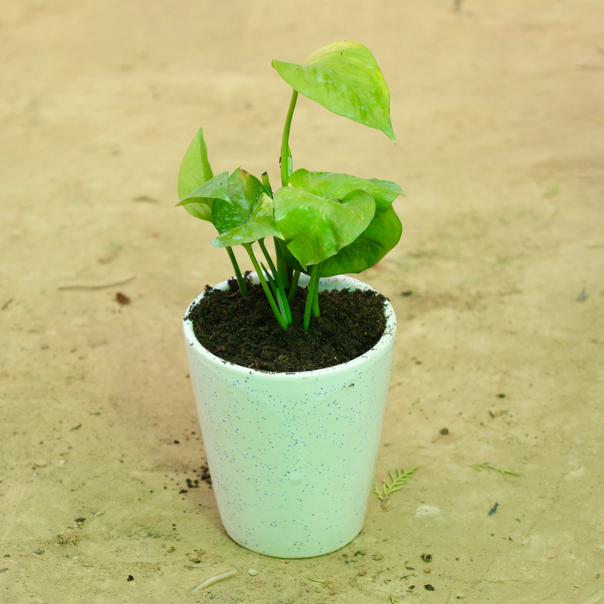 Money Plant Green in 5 Inch White Balti Glass Ceramic Planter