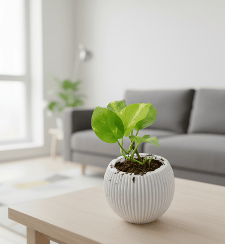 Money Plant Green in 5 Inch White Wave Ceramic Pot