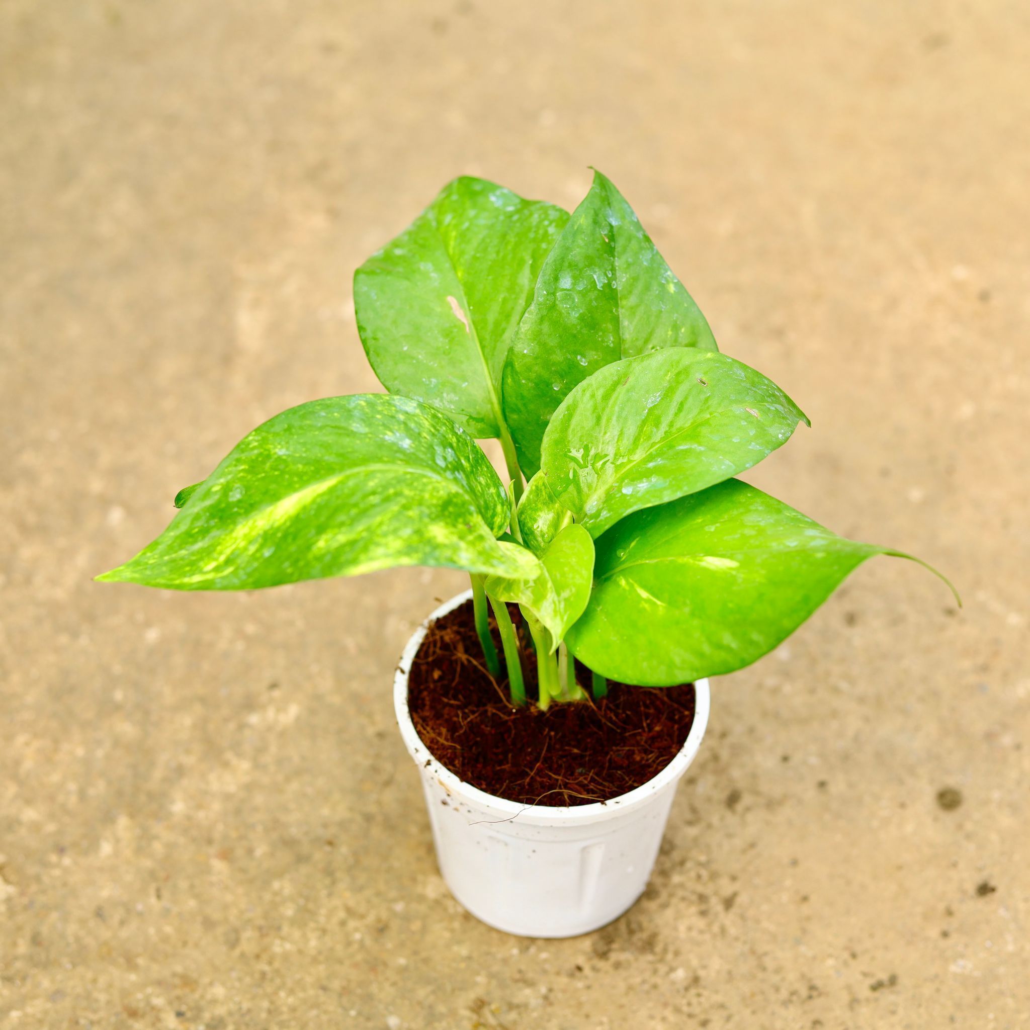 Money Plant Green in 4 Inch White Nursery Pot
