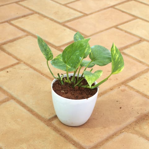 Money Plant Green in 4 Inch White Premium Orchid Round Plastic Pot