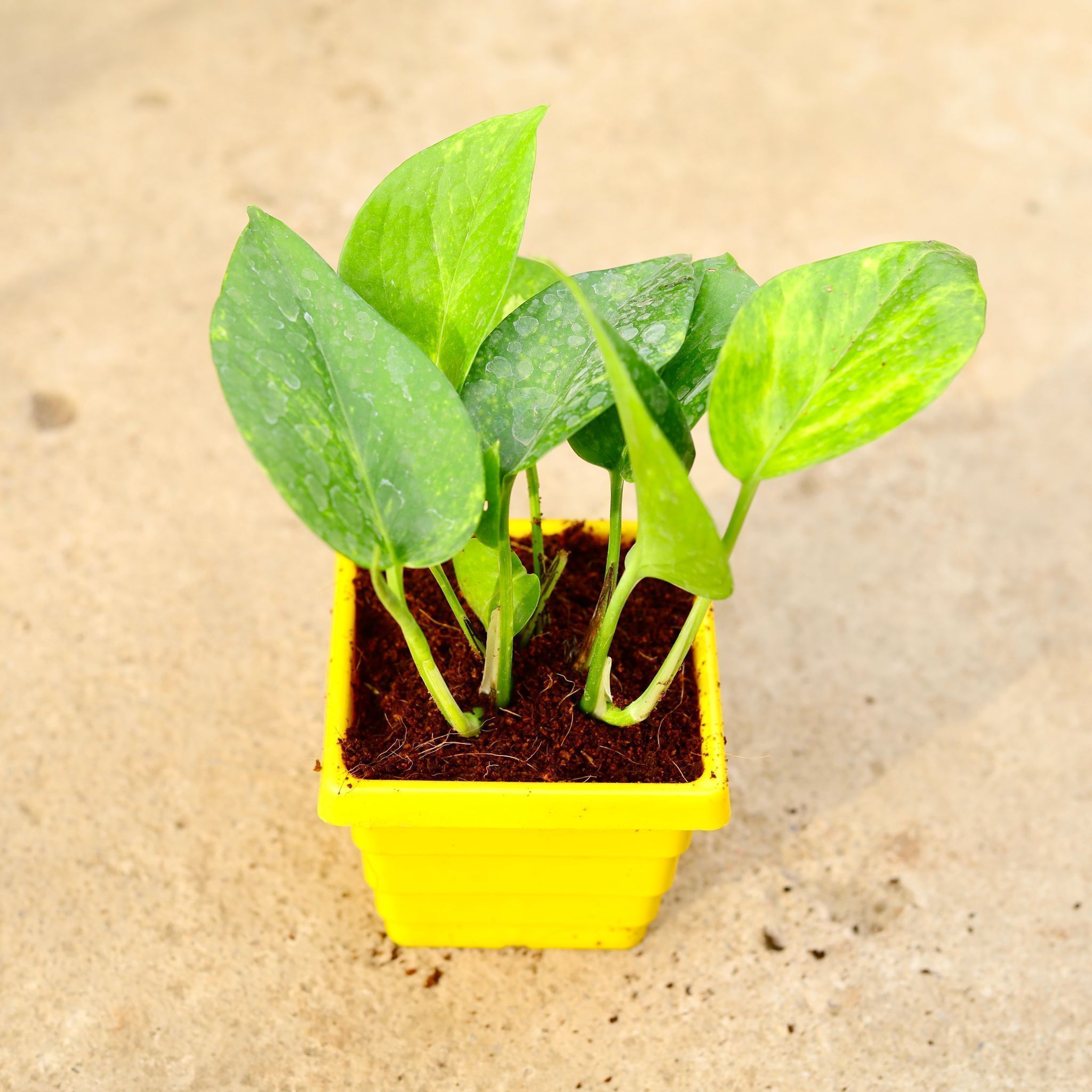 Money Plant Green in 4 Inch Yellow Premium Orchid Square Plastic Pot