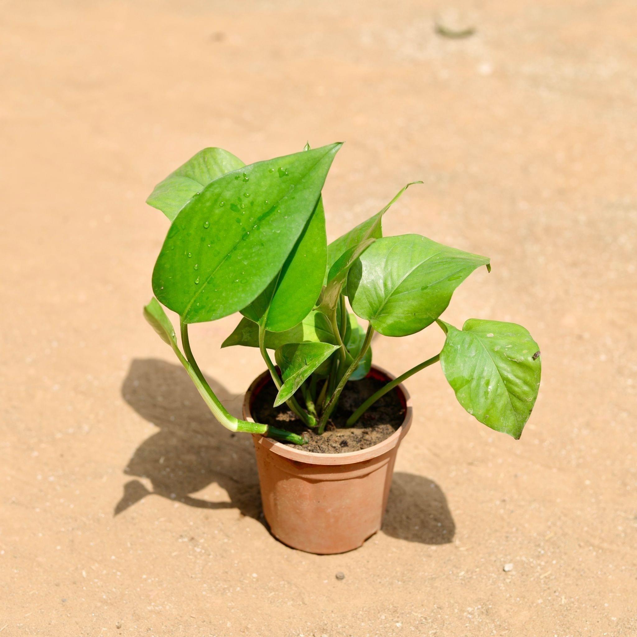 Money Plant Green in 4 Inch Nursery Pot