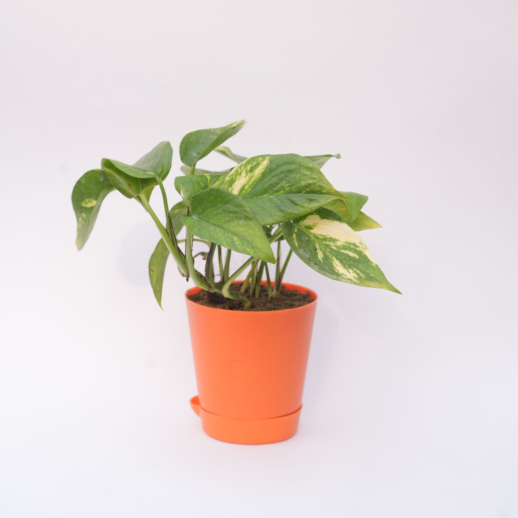 Money Plant Green in 4 Inch Orange Florence Self Watering Pot