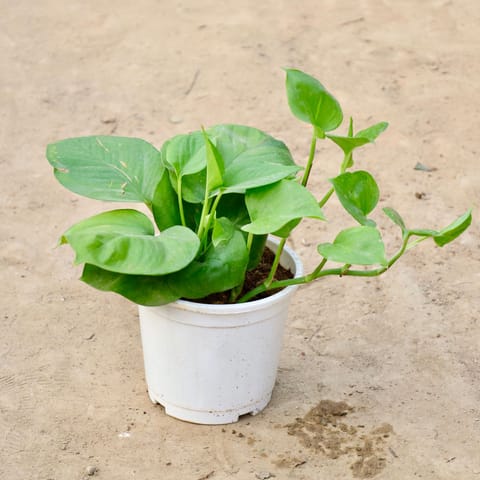 Money Plant Green in 4 inch Nursery Pot