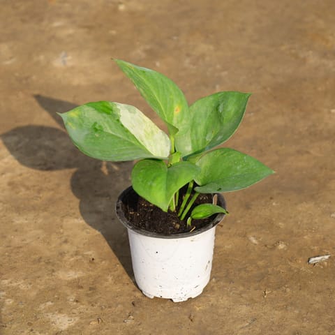 Money Plant Green in 4 Inch Nursery Pot