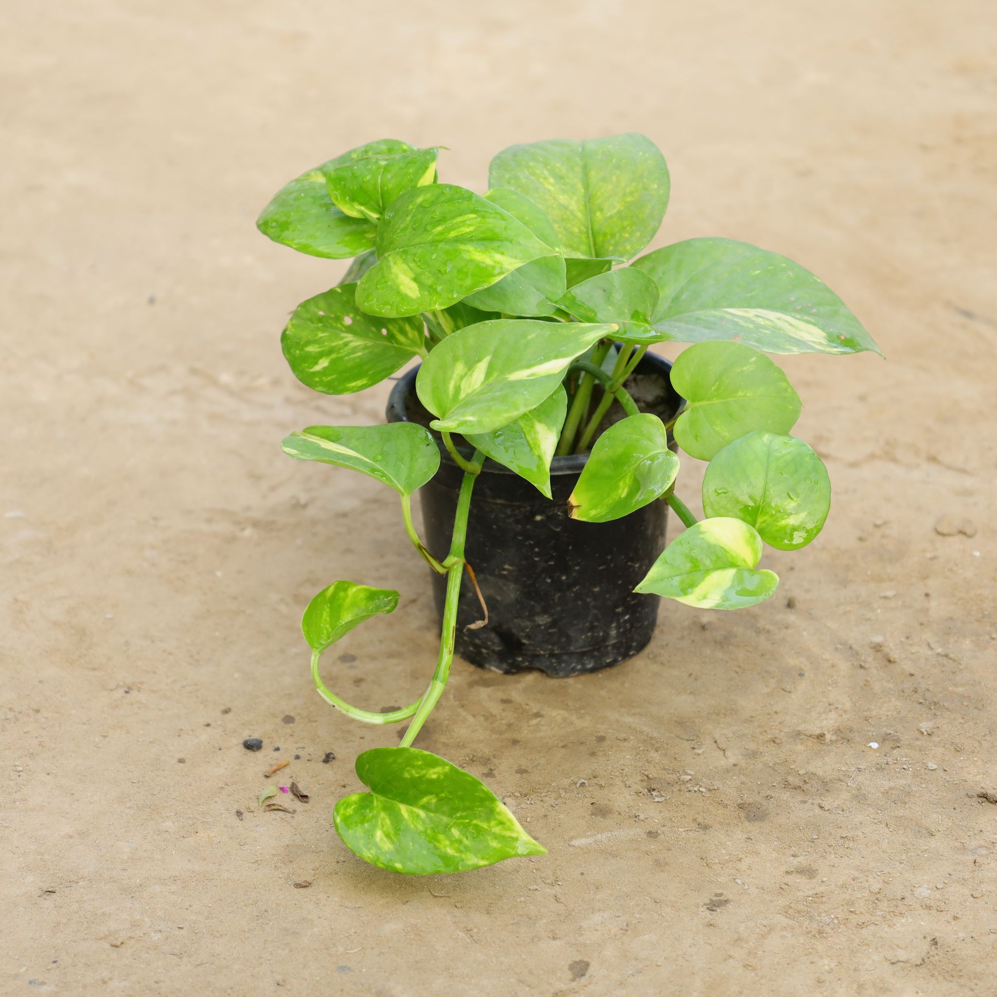 Money Plant Green in 4 Inch Nursery Pot