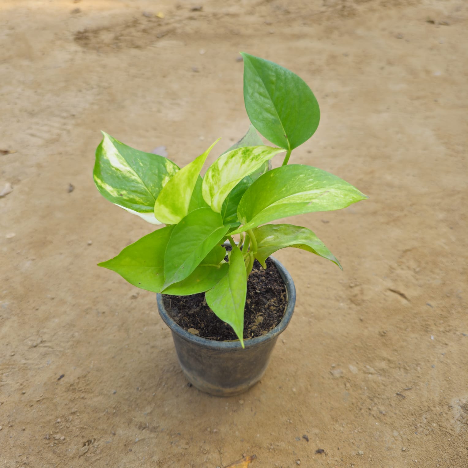 Money Plant Green in 4 Inch Nursery Pot