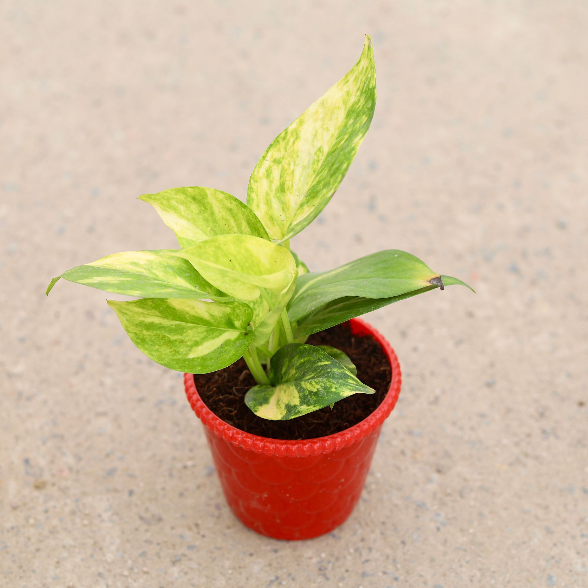 Money Plant Green in 4 inch Nursery Pot
