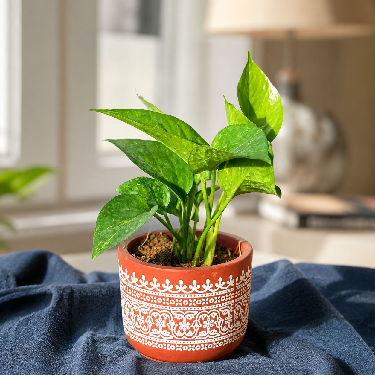 Money Plant Green in 4 Inch Handpainted Mandala Premium Clay Terracotta Planter - in Premium Gifting Box