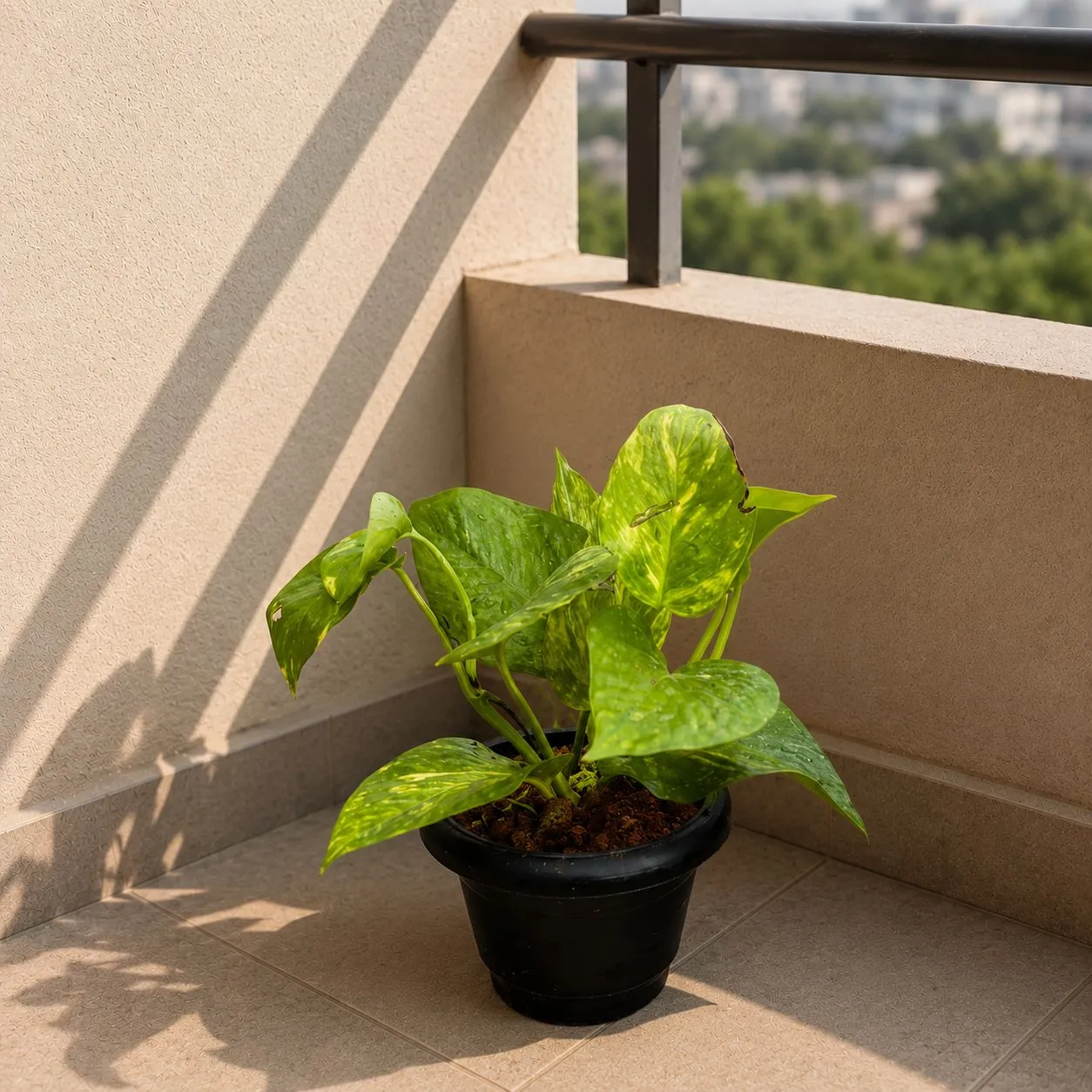Money Plant Green in 4 Inch Black Classy Plastic Pot
