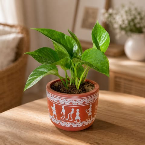 Money Plant Green in 4 Inch Boho Warli Art Premium Clay Terracotta Planter - in Premium Gifting Box