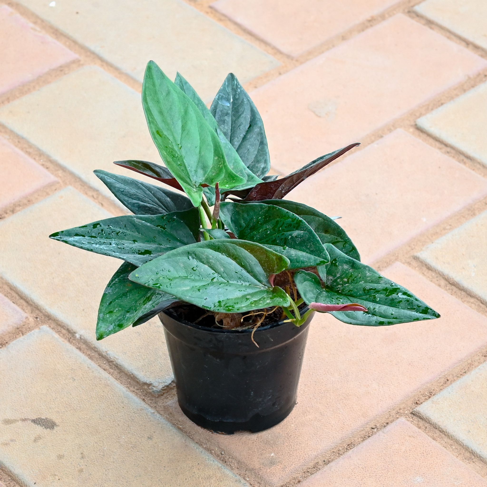 Money Plant Black in 4 Inch Nursery Pot