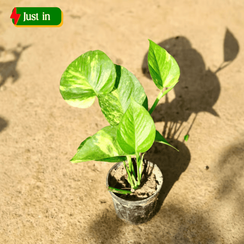 Money Plant Bushy in 4 Inch Nursery Pot