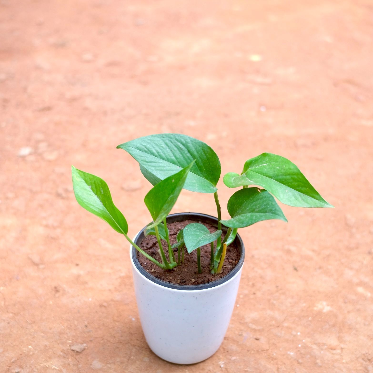 Money Plant Green in 5 Inch Cloudy White Plastic Pot