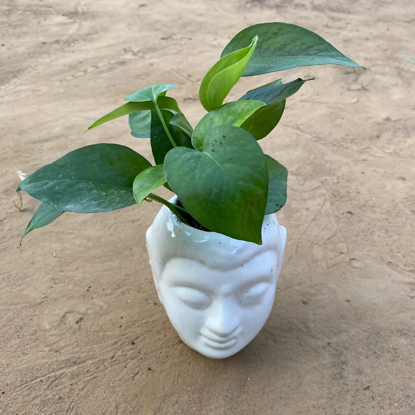 Money Plant Green in 6 Inch White Premium Buddha Plastic Pot