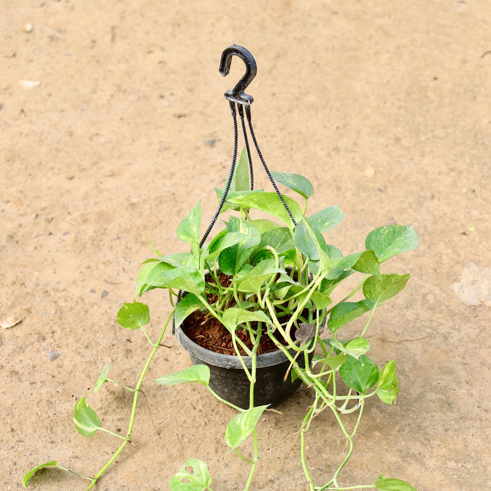 Money Plant Green in 8 Inch Hanging Pot