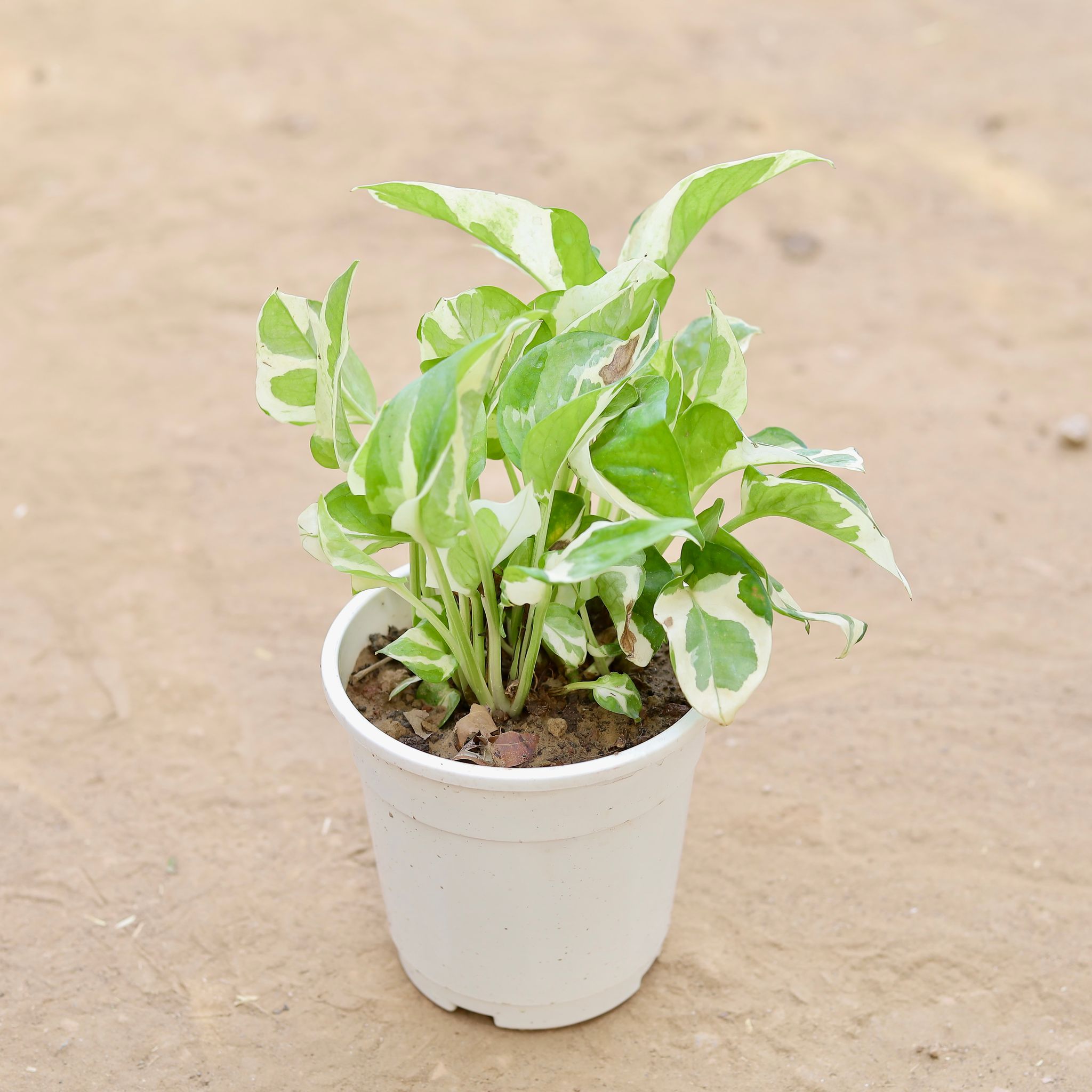 Marble Money Plant in 5 Inch Nursery Pot