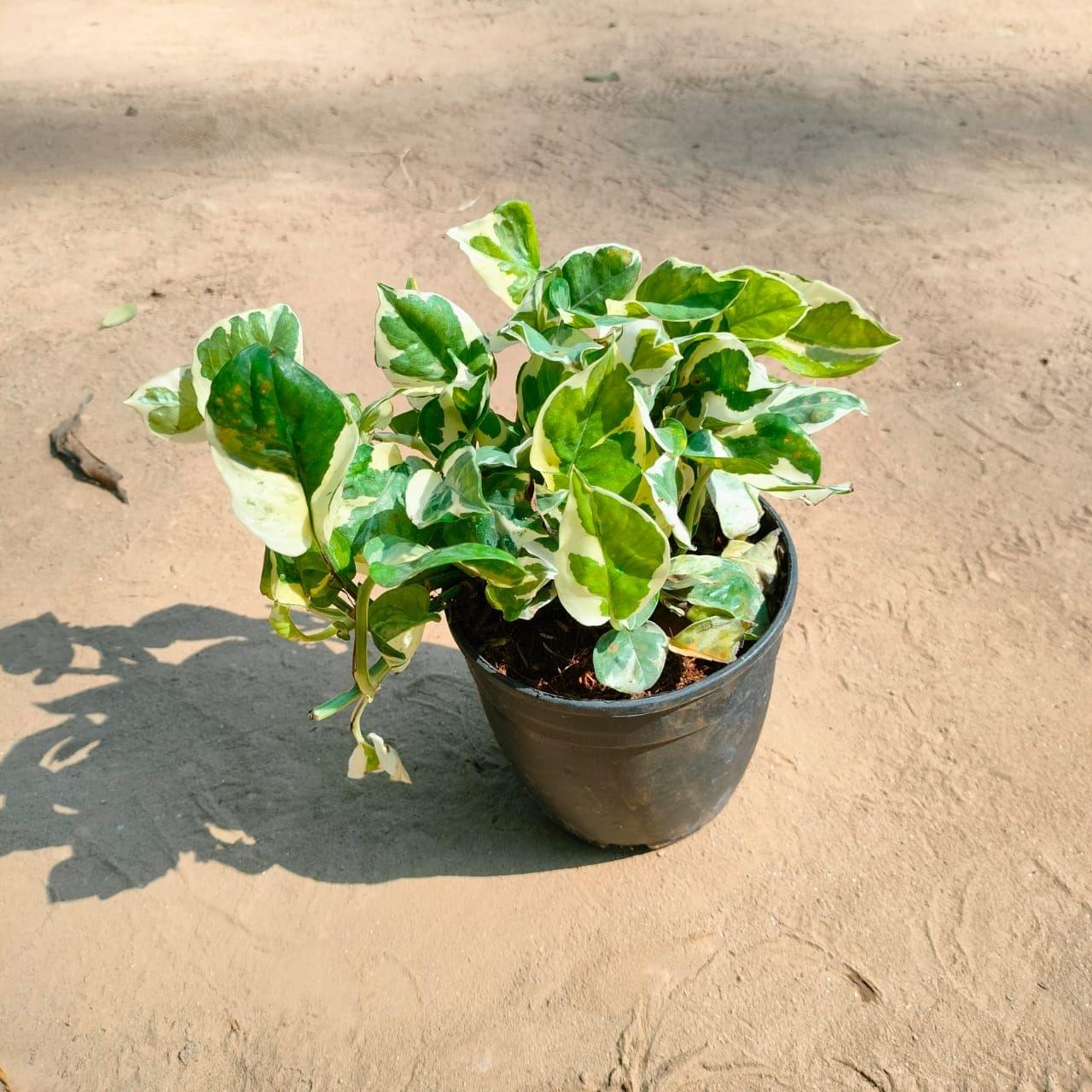Marble Money Plant in 5 Inch Nursery Pot
