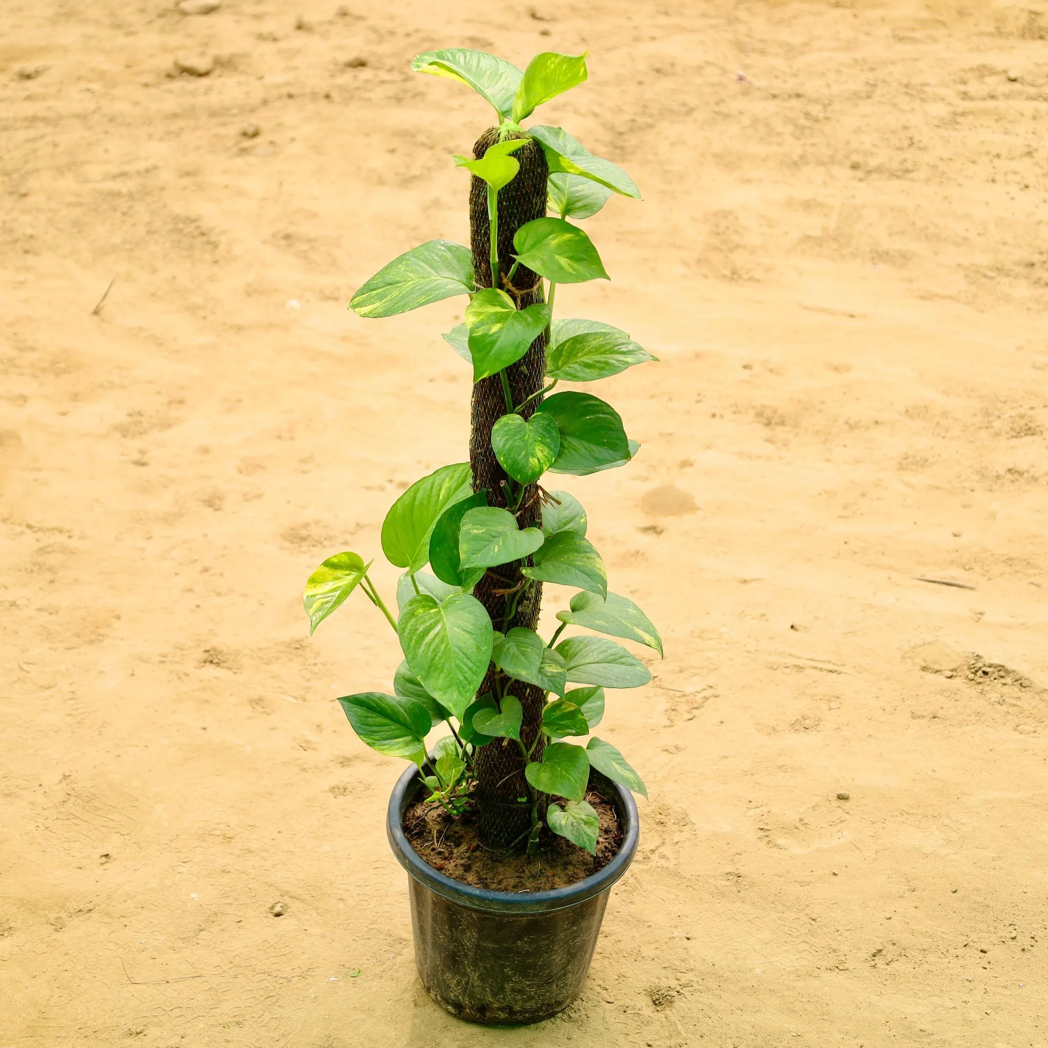 Money Plant 3Ft Mosstick in 10 Inch Nursery Pot