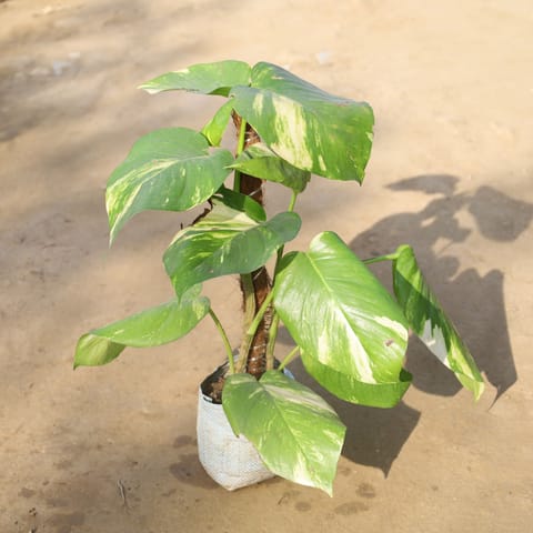Money Plant Big Leaf With (2-3 Ft) Moss Stick in 8 Inch Nursery Bag