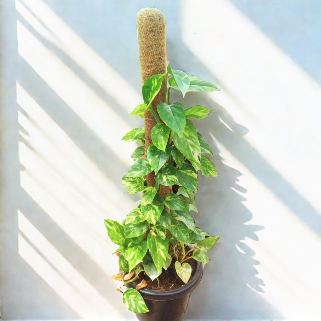 Money Plant Big Leaves with 3 ft Moss stick in 10 Inch Nursery Pot
