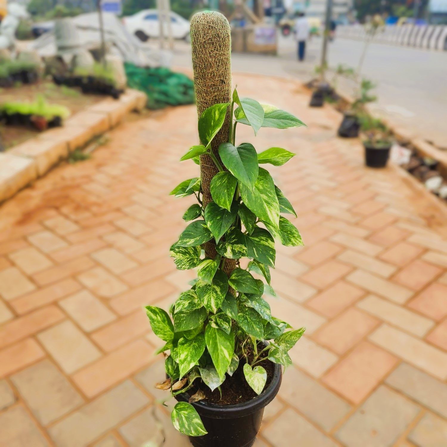 Money Plant Big Leaves with 3 ft Moss stick in 10 Inch Nursery Pot
