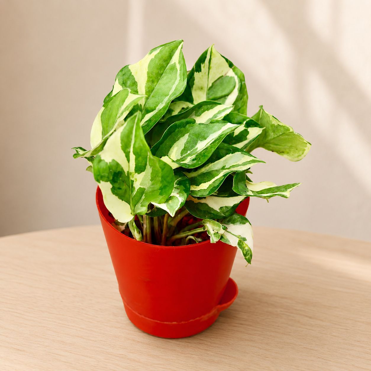Money Plant Njoy in 4 Inch Red Florence Self Watering Pot