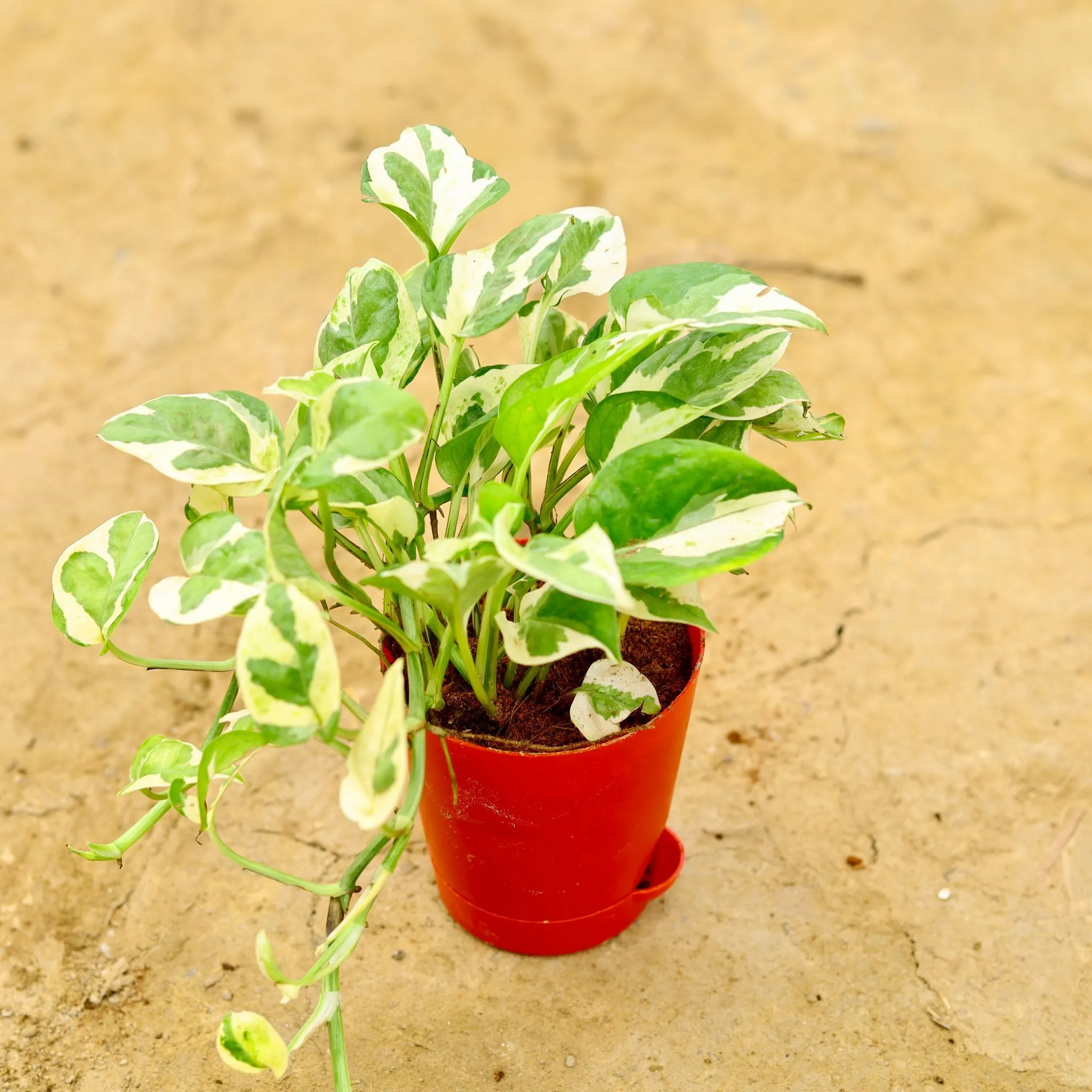 Money Plant N'Joy in 4 Inch Red Florence Self Watering Pot