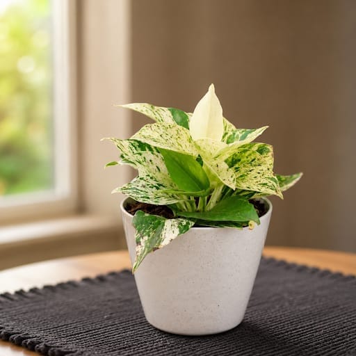 Gift Ready - Money Plant White in 5 Inch Elegant Plastic Pot (colour may vary)