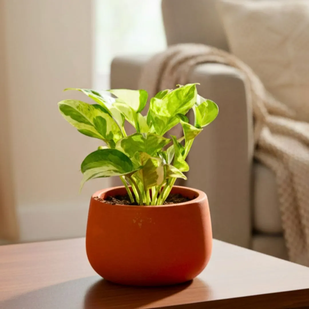Money Plant N'joy in 4 inch Aaroh Maati Pot - Modern Curved Handcrafted Appeal - in Premium Gifting Box