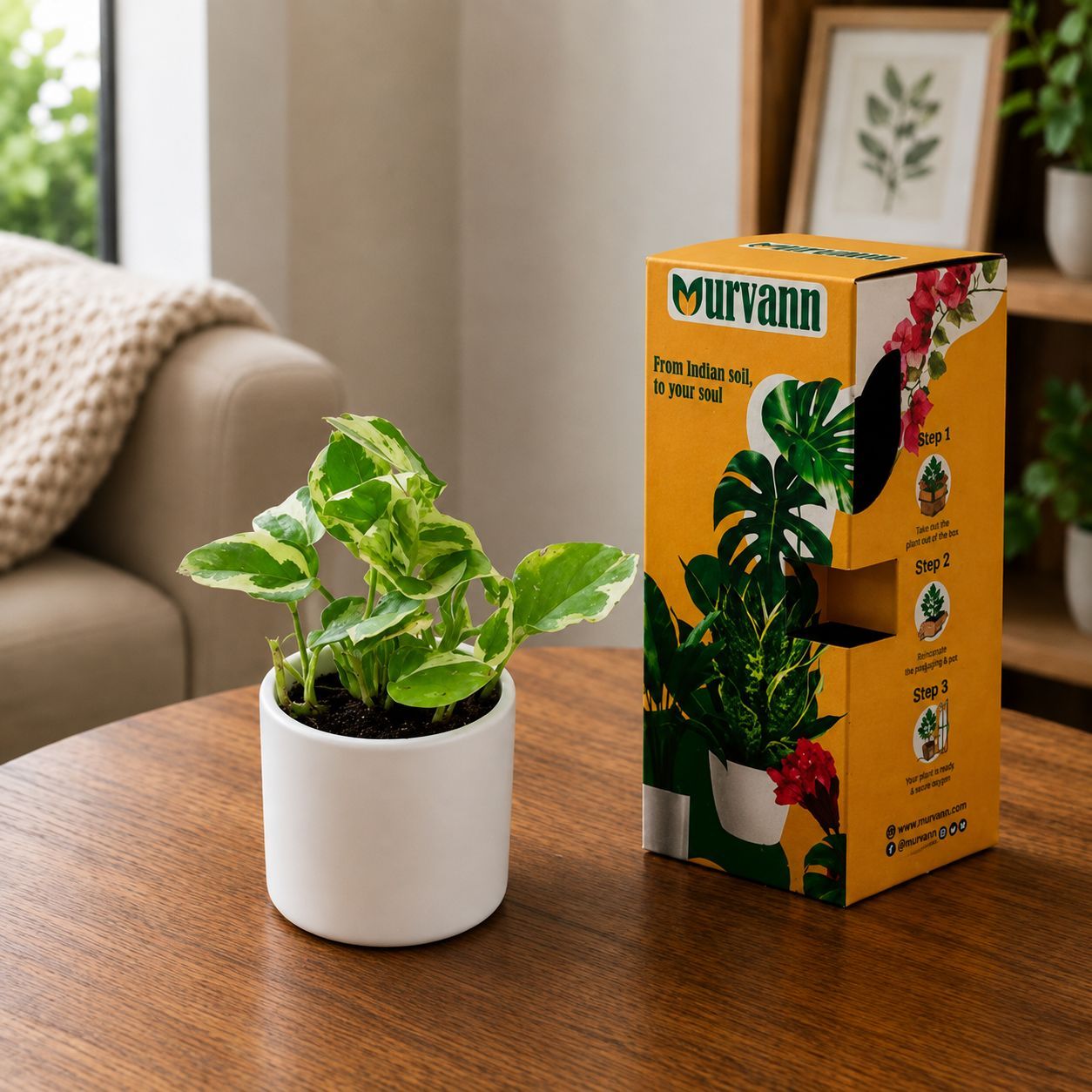 Gift Ready - Money Plant N'joy in 4 inch Classy White Cylindrical Ceramic Pot - in Premium Gifting Box